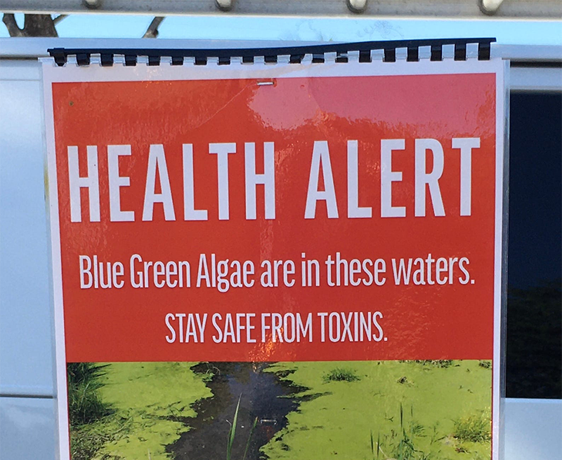 Blue-green algae discharged into Lake Worth Lagoon – again.