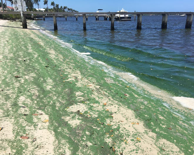 Toxin-laced blue-green algae discharged into Lake Worth Lagoon, raising water concerns