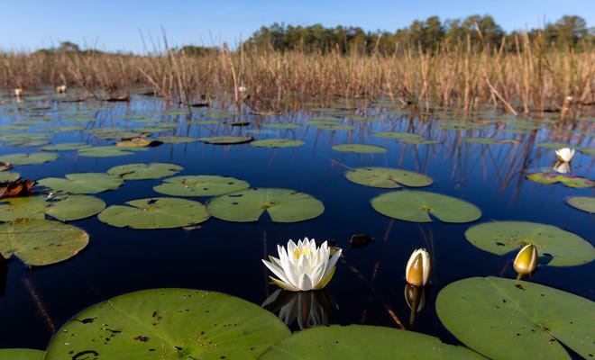 West Palm shuts down canal to protect drinking water but Lox River may be left hanging