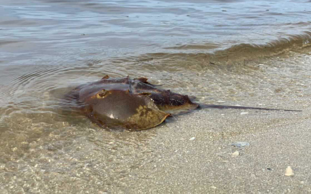 Living fossil: the Horseshoe Crab