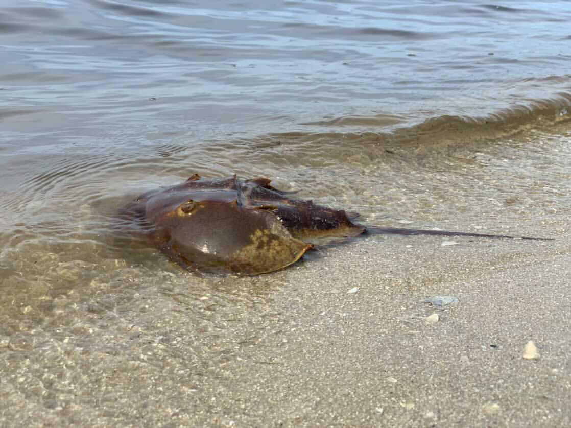 horseshoe crab wades into calm water from the shoreline lake worth waterkeeper