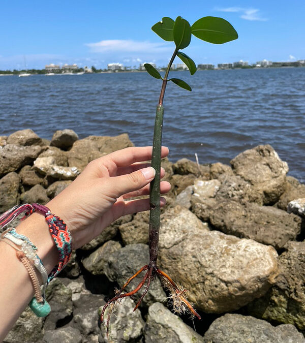 How much are mangroves worth?
