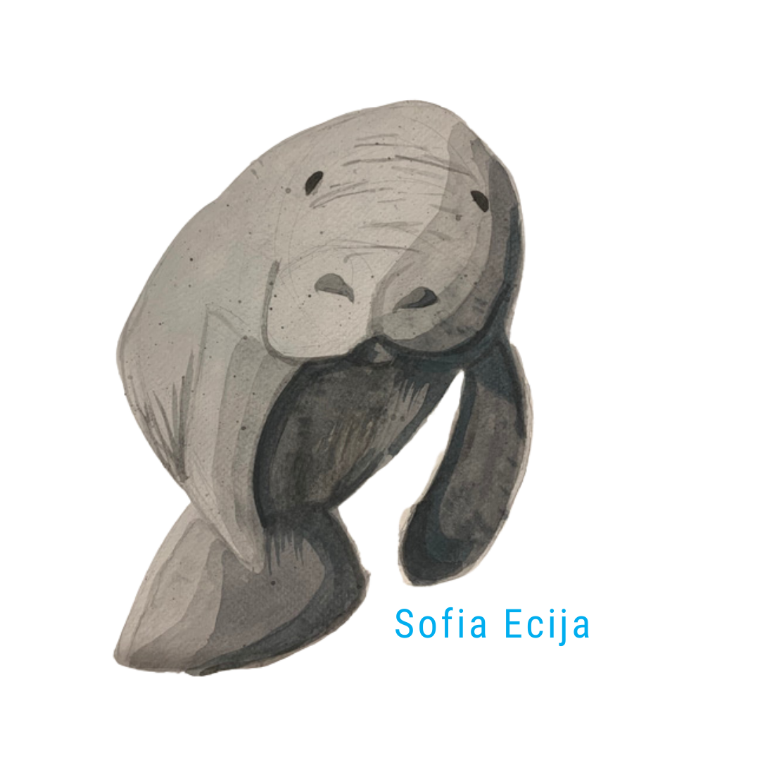 Manatee art by Sofia Ecija