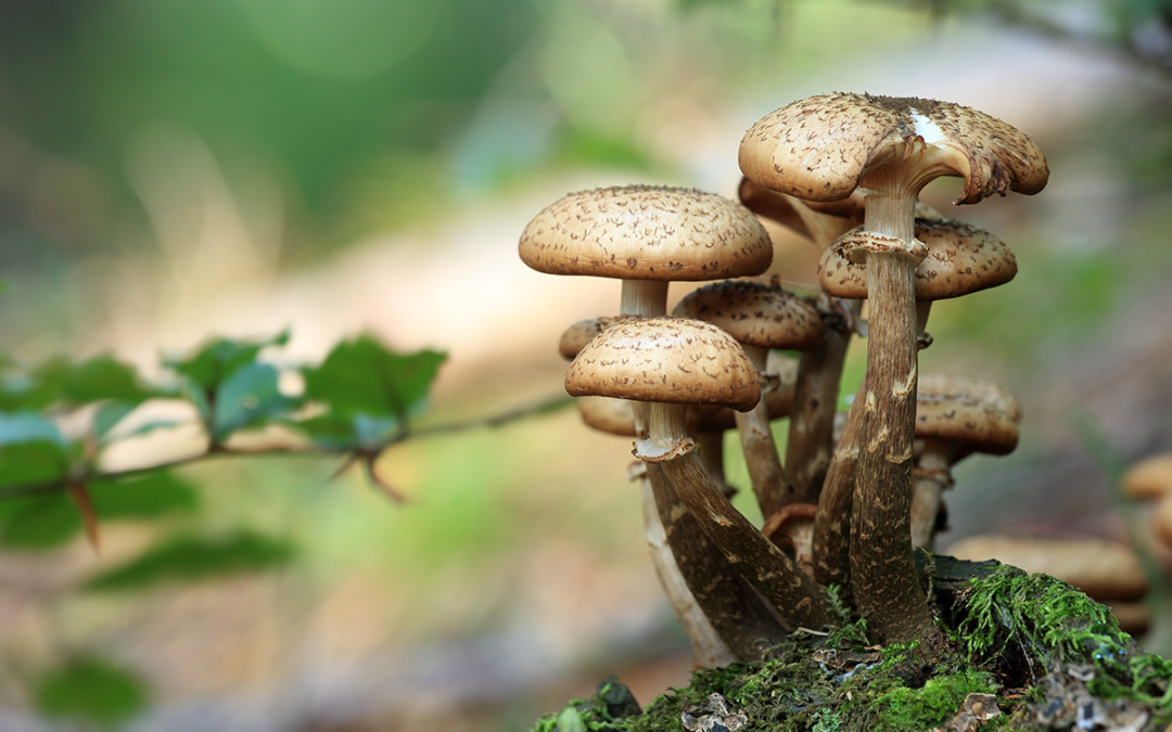 Sustainable Skills: Fungi